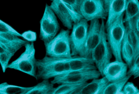 CF Dye Conjugated 2차 항체 이미지