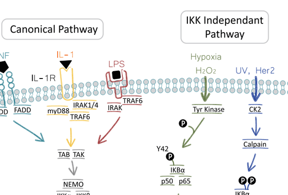 IKK/NFkB Pathway Antibody & Protein 이미지