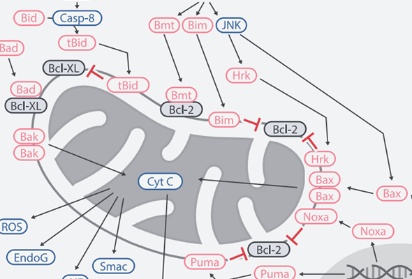 Signal Transduction Antibody & Protein 이미지