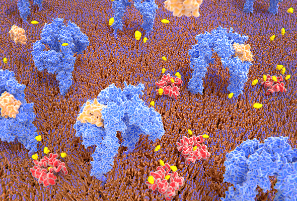 Ligand Receptor Antibody & Protein 이미지