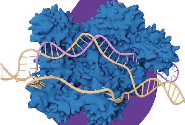 CRISPR/Cas9 Plasmid  제작서비스 이미지