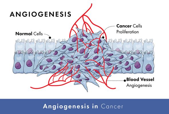 Angiopoietin/ANGPTL ELISA Kit 이미지