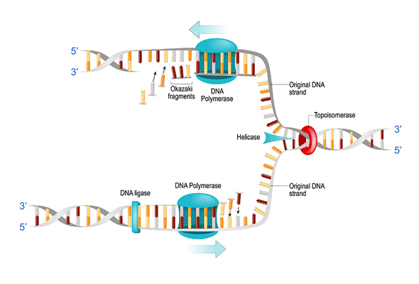 Topoisomerase Antibody & Protein 이미지