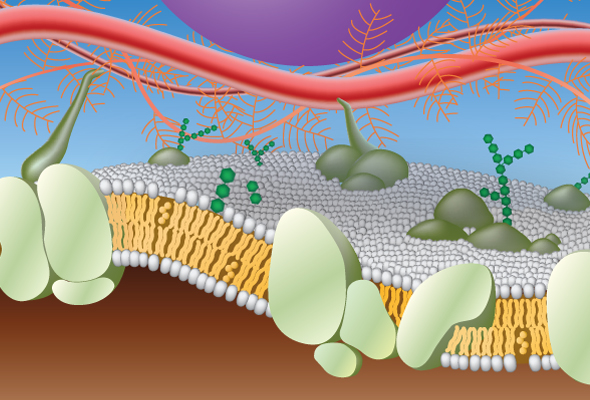 세포외 기질 | Extracellular Matrix (ECM) 이미지