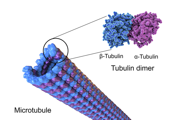 Cytoskeleton Antibody & Proteins 이미지