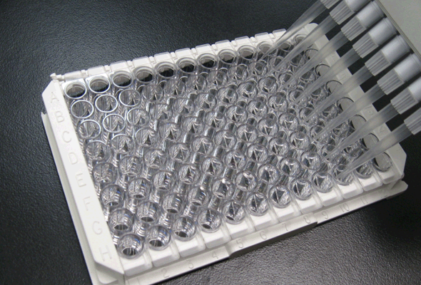 Nucleic Acid Metabolism Assay Kit 이미지