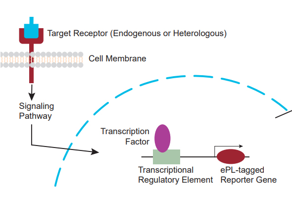 Signaling Pathway Reporter Cell Lines 이미지