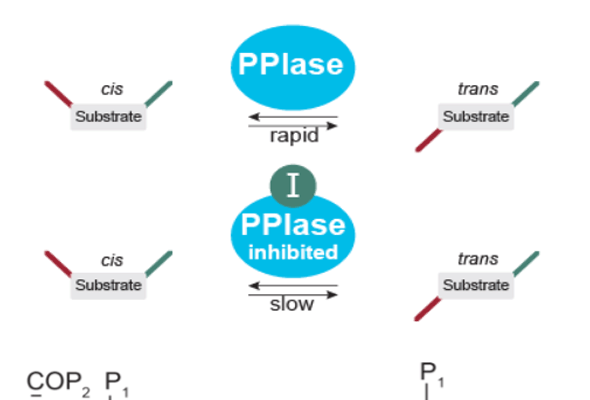 PPIase 분석서비스 | Peptidyl-Prolyl cis-trans Isomerase Service 이미지