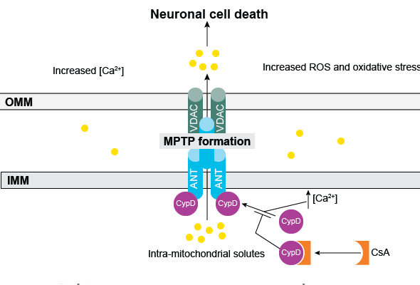 미토콘드리아 기능 장애 분석 | Mitochondria CRC Assay 이미지