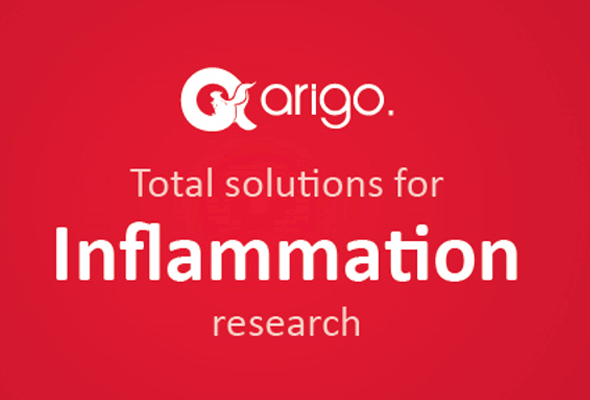 ARIGO Inflammation ELISA Kit & Antibody 이미지