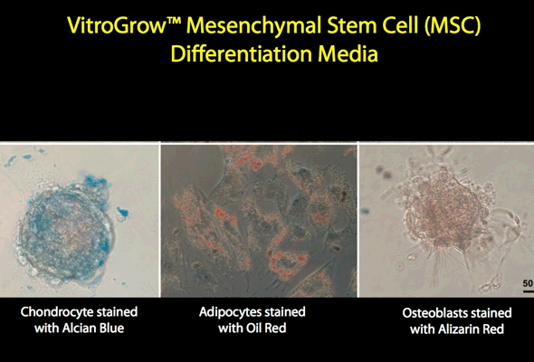 Mesenchymal Stem Cell Media 이미지