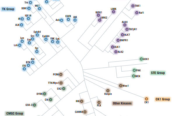 Receptor Tyrosine Kinases (RTKs) Inhibitors 이미지