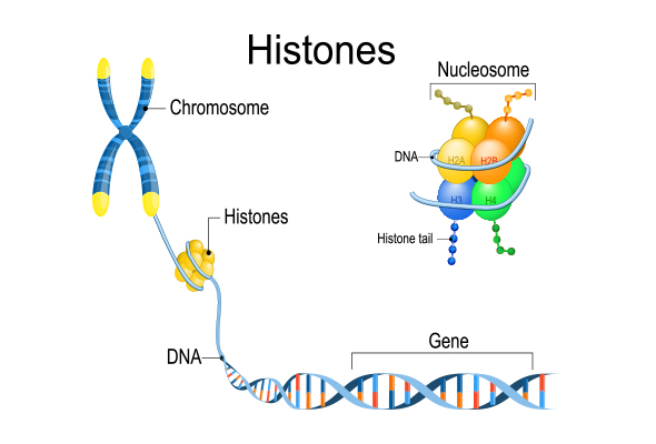 히스톤 단백질 | Histone Proteins 이미지