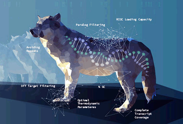 off-target을 최소화 하는 designed siRNA 전문가 siTOOLs Biotech 이미지