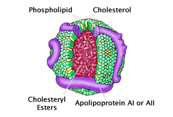 Lipoprotein, Cholesterol Assay 이미지