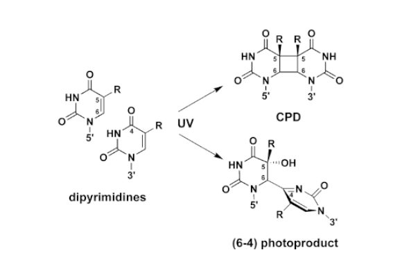 UV-Induced DNA Damage ELISA Kit 이미지