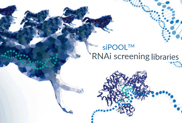 siRNA 스크리닝 | siRNA Screening Library 이미지