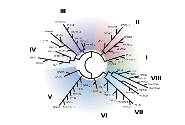 Bromodomain Inhibitor 스크리닝 서비스 이미지