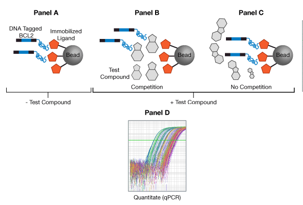 BCL2 Biochemical Ligand Binding Assay 서비스 이미지