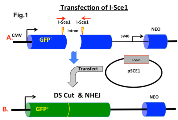 DNA 복구 확인 reporter cell & DNA Repair Kits 이미지