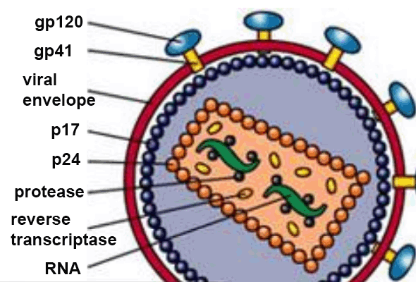 HIV Antibody & Protein 이미지