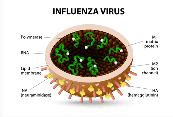 Influenza Vaccine ELISA Kit 이미지