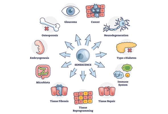 생물학적 노화에 의한 염증 연구 | Senescence-Induced Inflammation antibodies 이미지