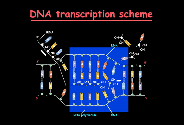 Transcription Factors Inhibitor & Activator 이미지