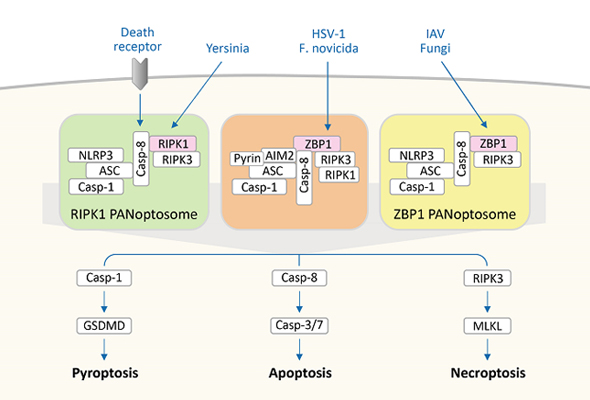 Pyroptosis Antibodies 이미지