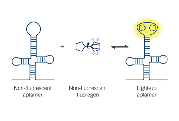 Fluorescent light-up Aptamers 이미지