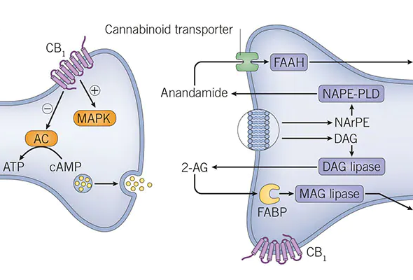 Membrane Transporter Inhibitors & Activator 이미지