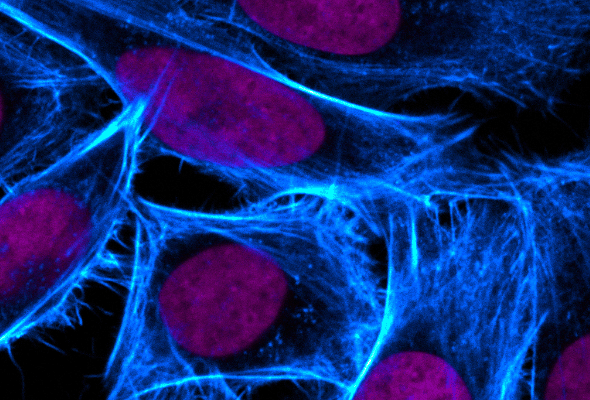 Actin Filament 염색을 위한 Phalloidin-CF dye 이미지