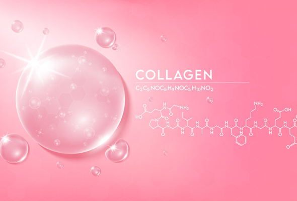 콜라겐 항체 | Collagen Antibody 이미지