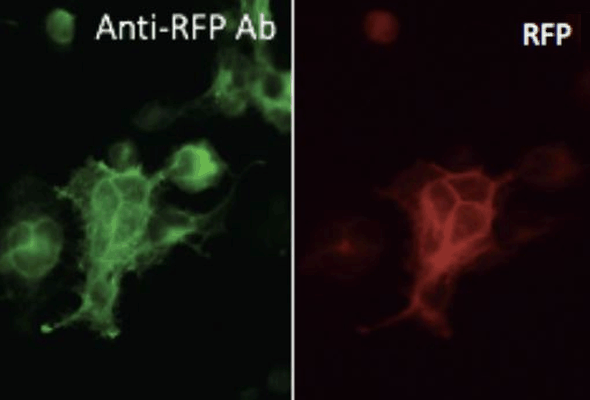 RFP Antibody | mCherry Antibody | tdTomato Antibody 이미지