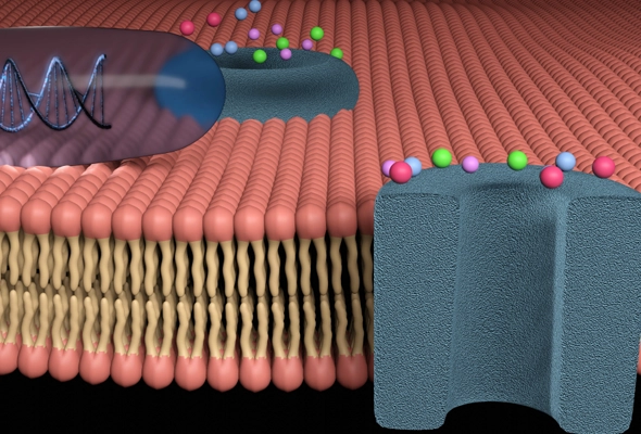 이온채널 세포주 | PrecisION Ion Channel Cell Lines 이미지