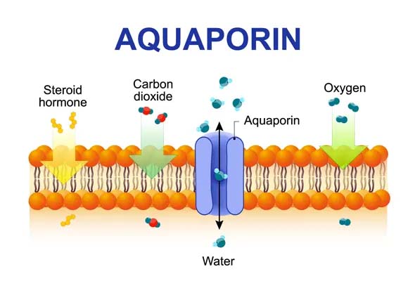 Aquaporin Antibodies & Blocking Peptide 이미지