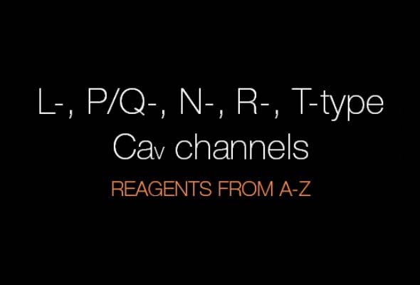 Voltage-Gated Ca2+ Channel | CaV Channel Antibody 이미지