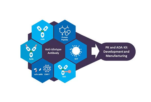 이디오타입 항체 제작서비스 | Anti-Idiotype Antibody (Anti-ID, ADA) 제작서비스 이미지