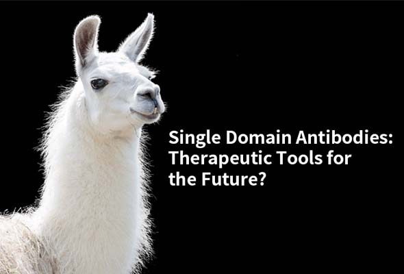 Single Domain Antibody (sdAb) 항체 제작서비스 이미지