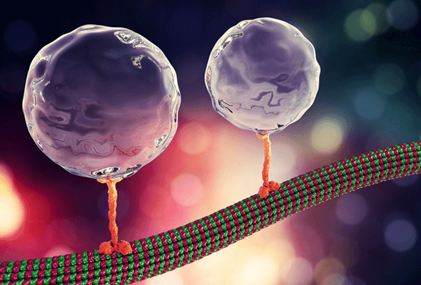 Cytoskeleton & Motor Proteins Inhibitor 이미지