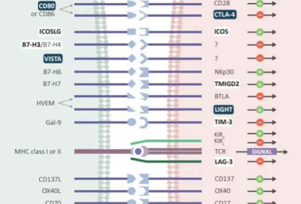 Immune checkpoint Single Domain Antibody (sdAb) 이미지