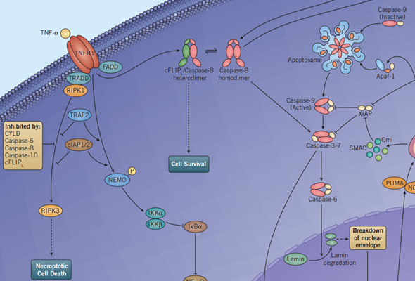 Necroptosis Inhibitors 이미지