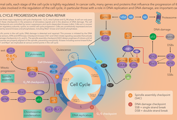 Cyclin-Dependent Kinases (CDKs) inhibitor & degrader 이미지