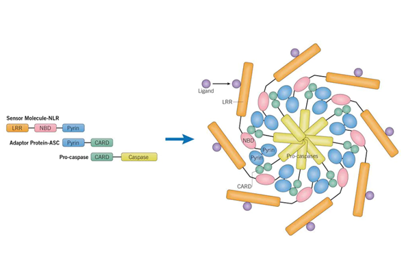 Inflammasomes inhibitors & activators 이미지