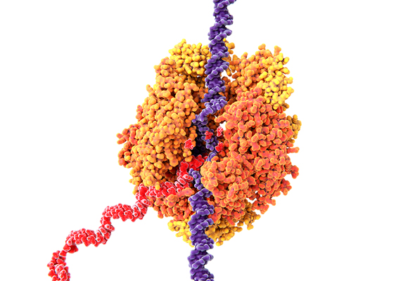 RNA 중합효소 억제제 | RNA polymerase inhibitors 이미지