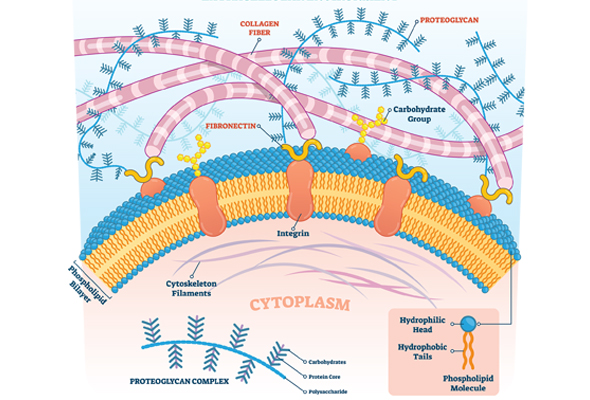 세포부착분자 | Cell Adhesion Molecules Inhibitors 이미지