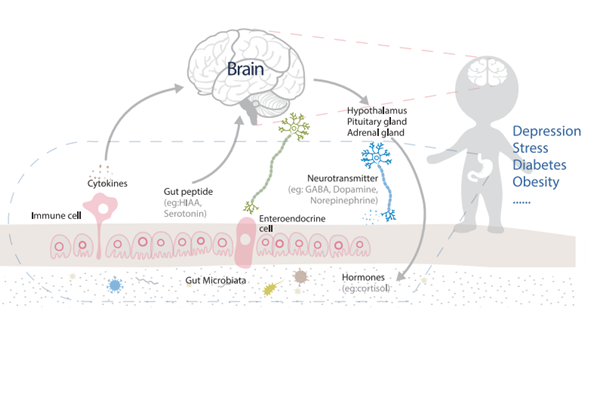 Gut-Brain Axis | Catecholamine & Neurotransmitter ELISA Kit 이미지