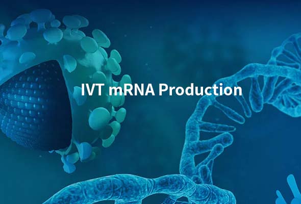 합성 IVT mRNA, circular RNA, self-amplifying RNA 제작서비스 이미지