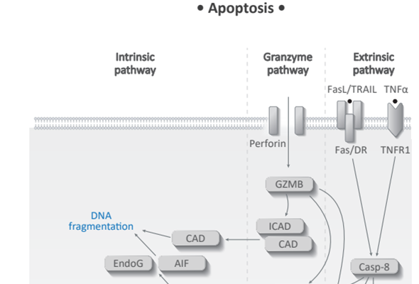 Apoptosis Antibody Duo and Panel 이미지