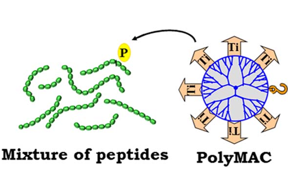 PolyMAC Phosphopeptide Enrichment | 인산화 펩타이드 농축 이미지